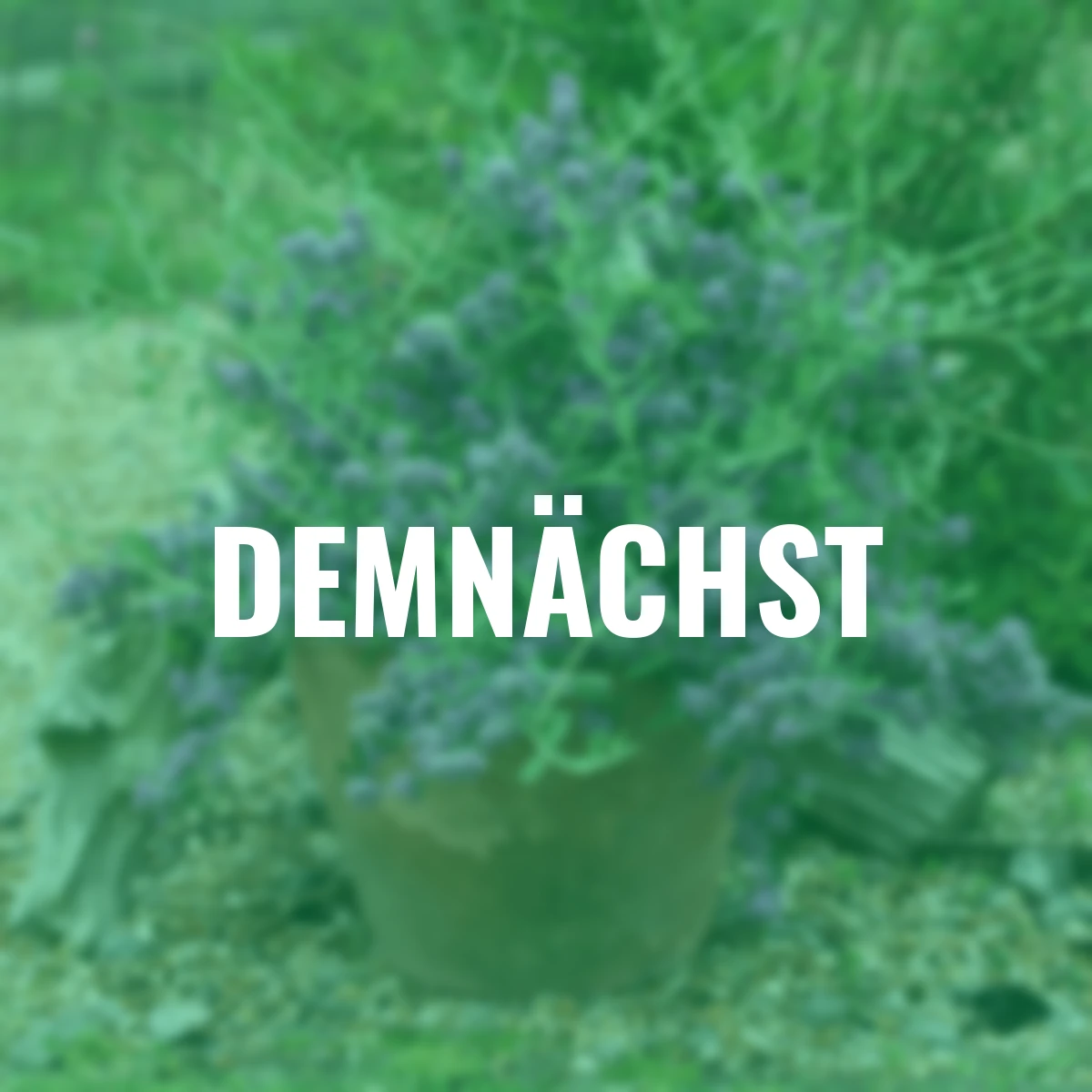 Hänge-Sommerflieder Unique®