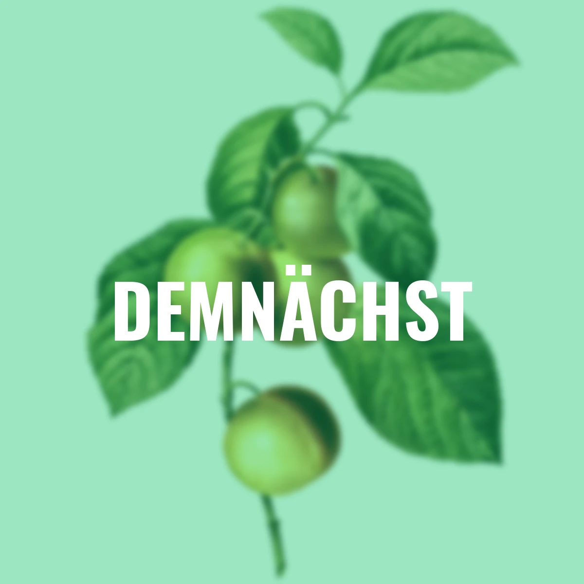 Pflaume Oullins Reneklode