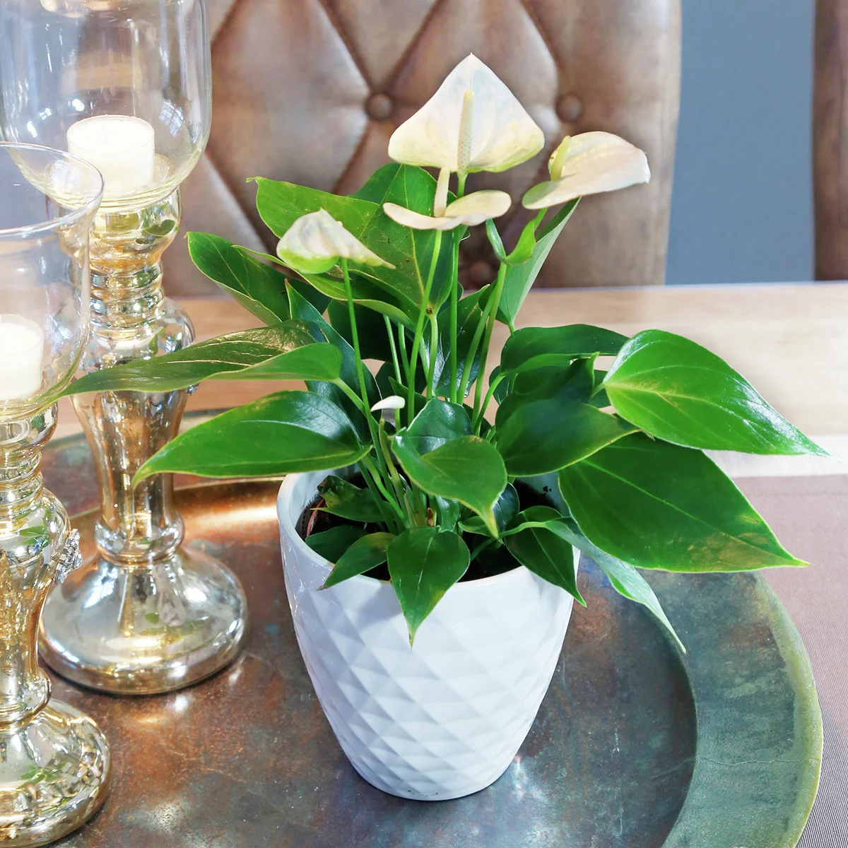 Weiße Flamingoblume, Höhe ca. 30-40 cm