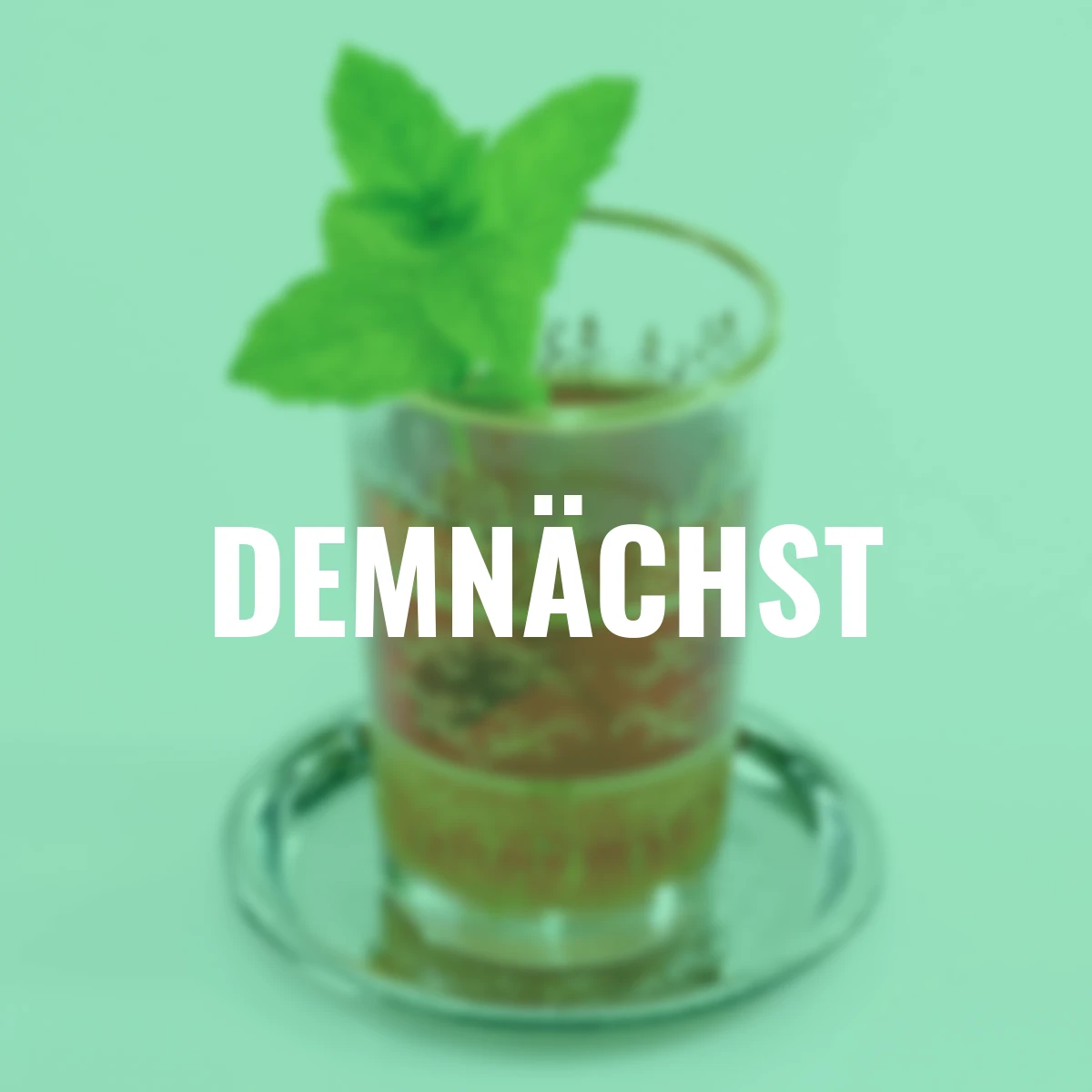 Kräuterpflanze Marokkanische Minze