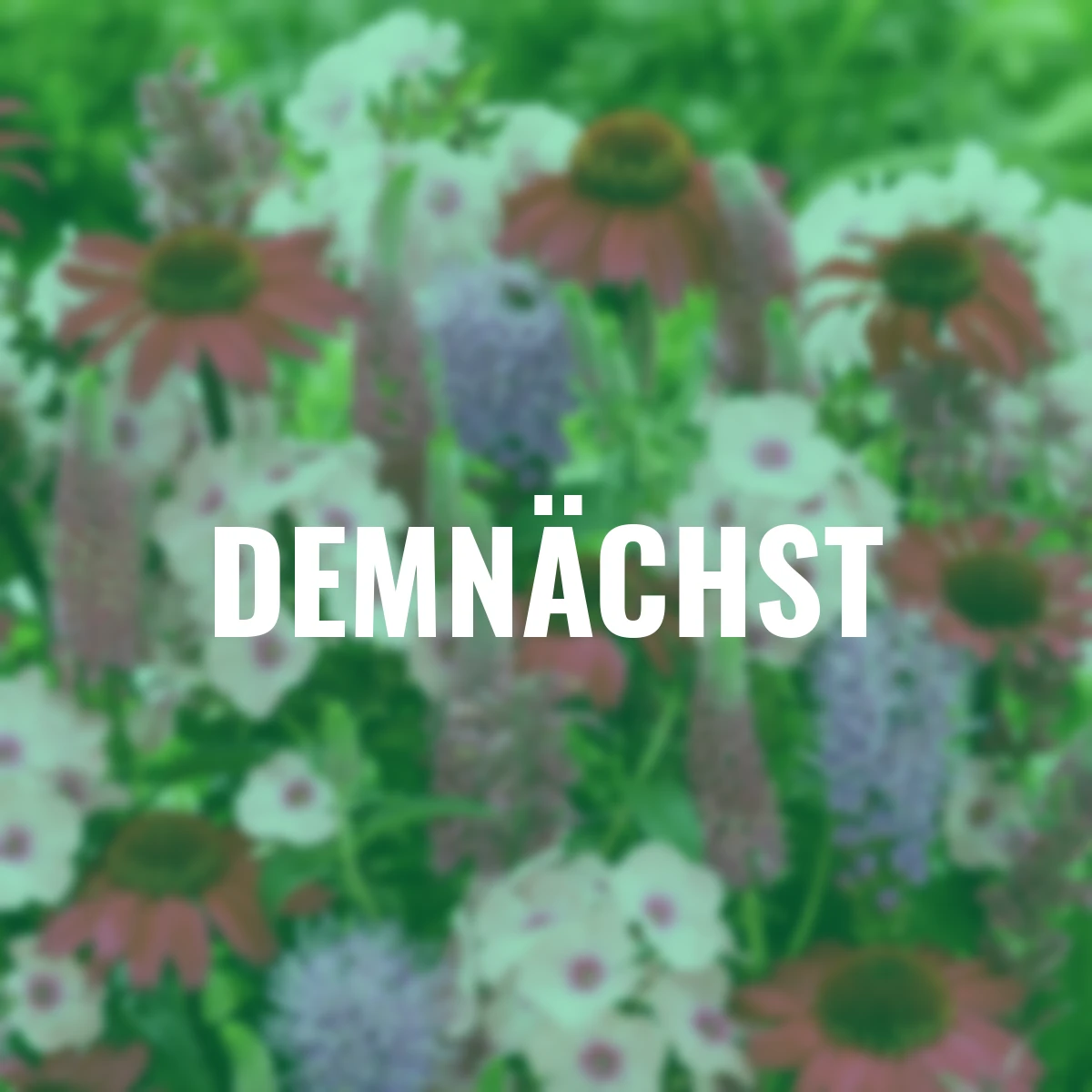 Stauden-Set Schmetterlingsmagnet