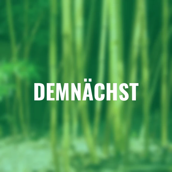 Baumbambus Aureocaulis, im ca. 18 cm-Topf