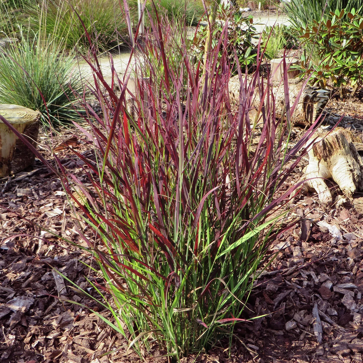 Rutenhirse Sangria, im ca. 14 cm-Topf