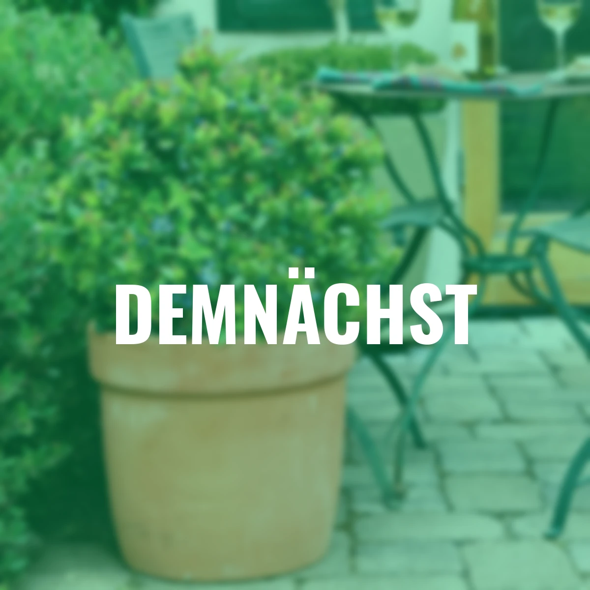 Heidelbeere BrazelBerry® Jelly Bean®