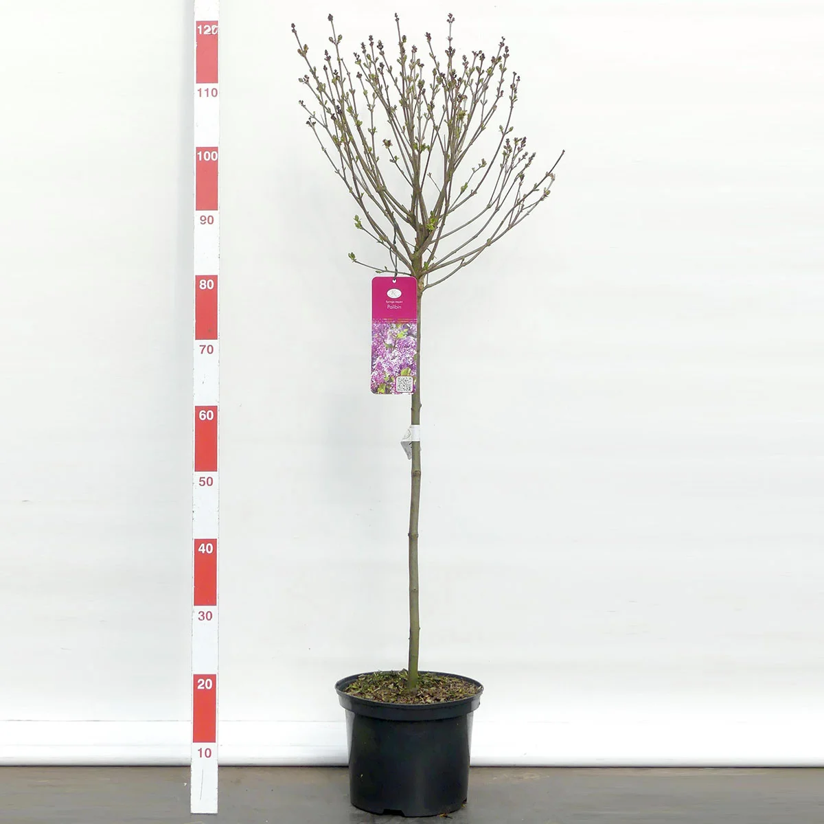 Duftflieder-Stämmchen Palibin, lila