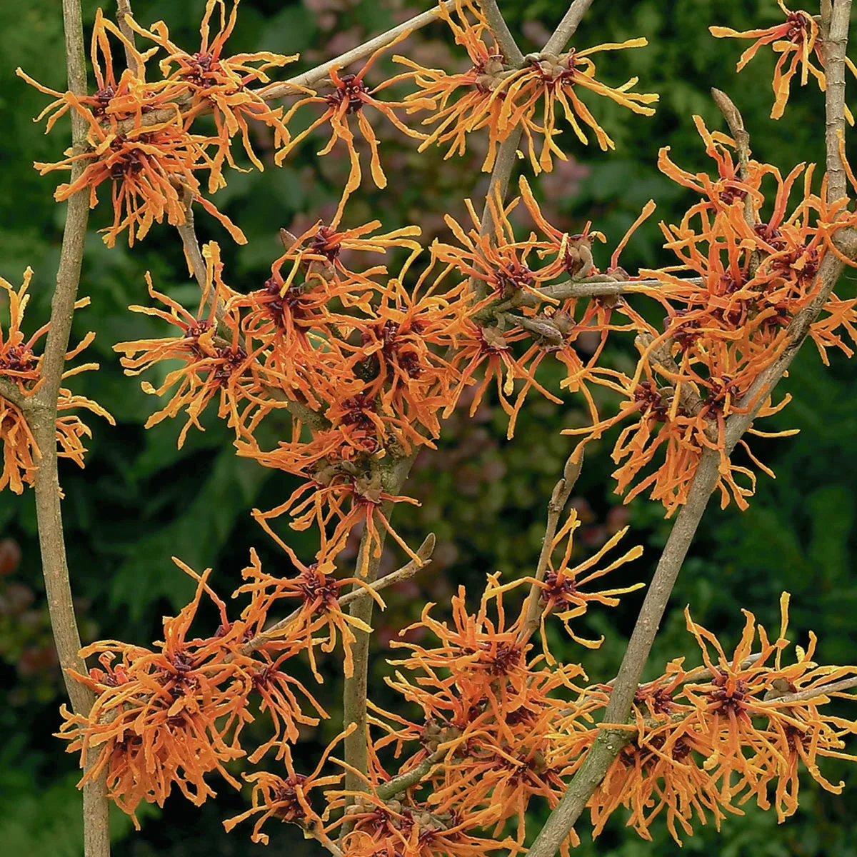 Zaubernuss Aphrodite