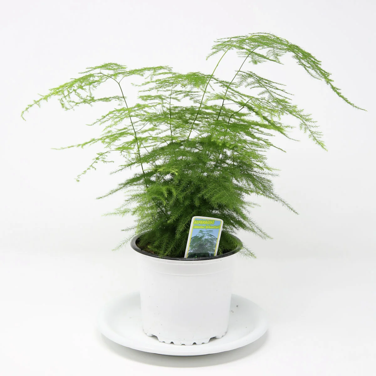 Feder-Spargel, Höhe ca. 20-30 cm