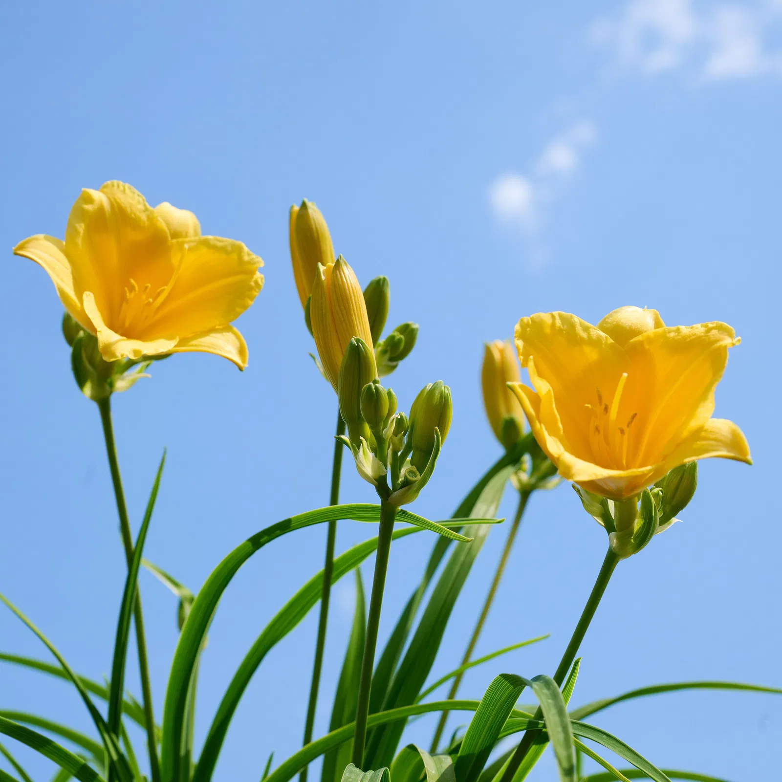 Taglilie Stella de Oro