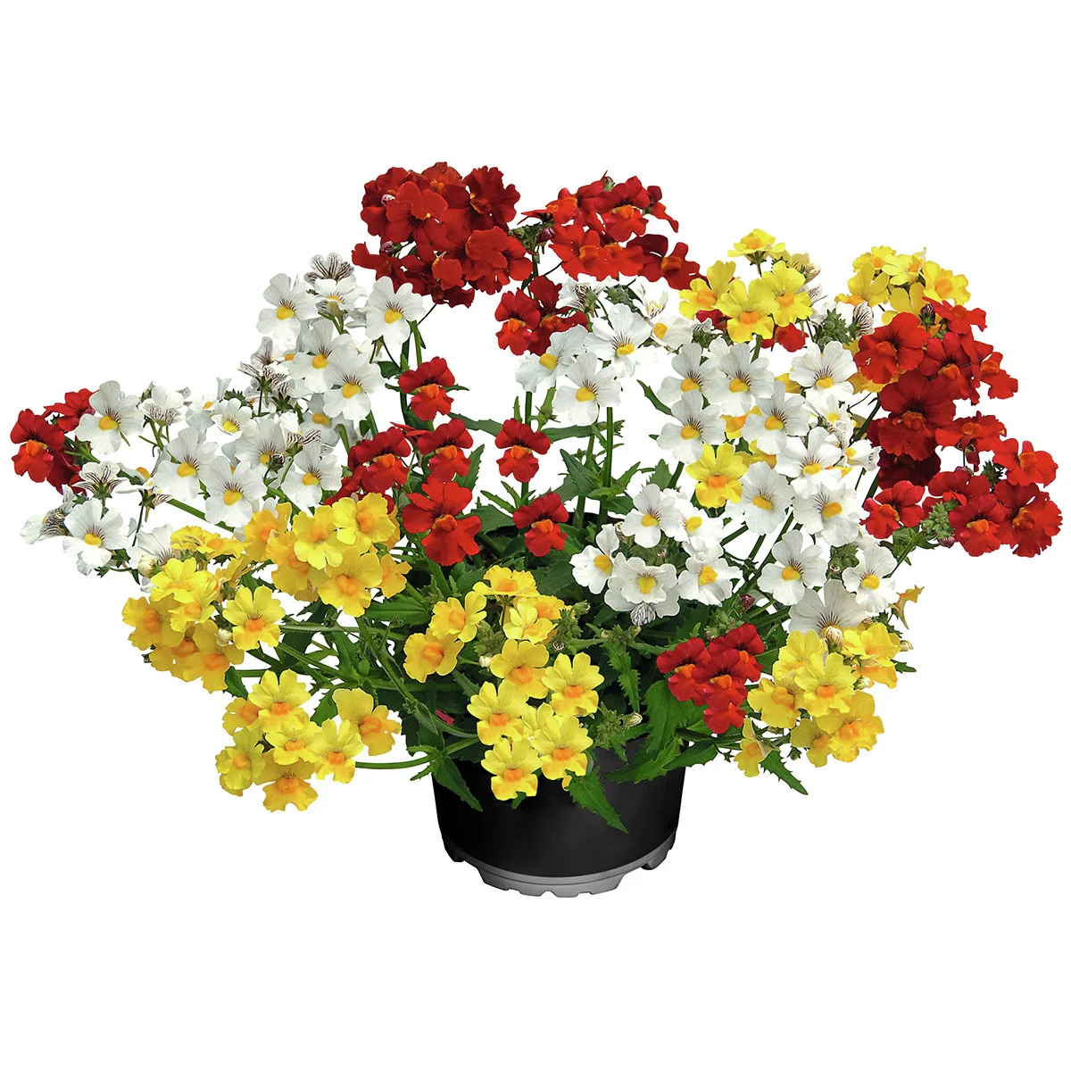 Trio-Elfenspiegel Triomio Little Alegria