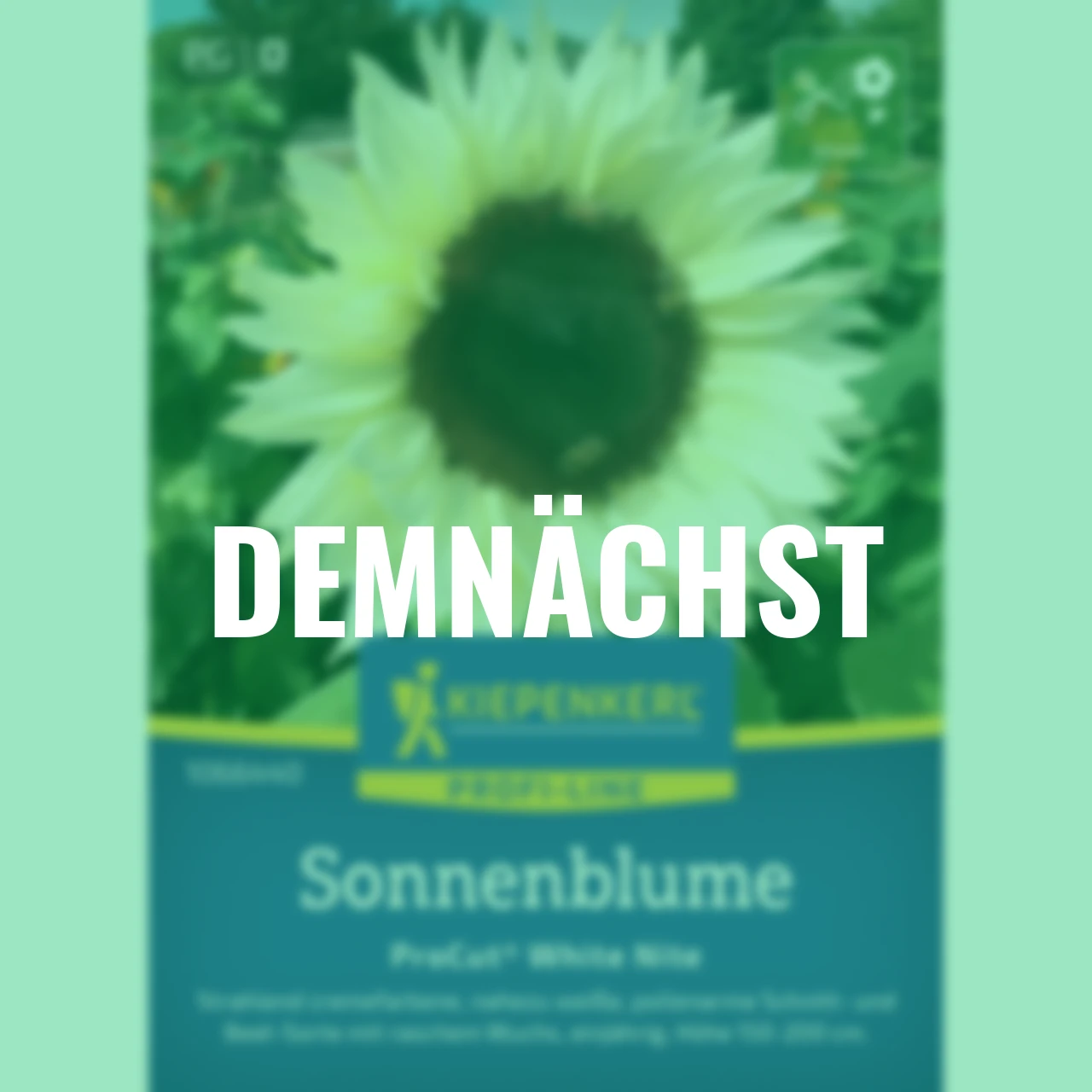 Sonnenblumensamen ProCut® White Nite F1