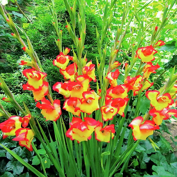 Winterharte Zwerg-Gladiole Las Vegas