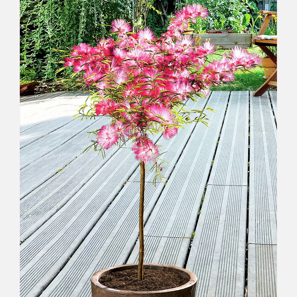 Puderquastenstämmchen