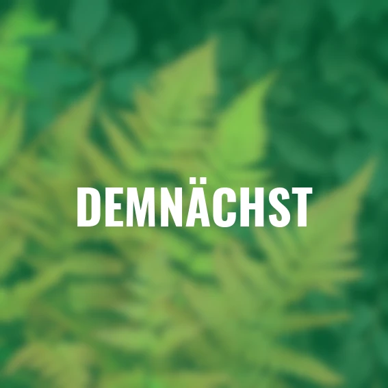 Zauberfarn Brilliance