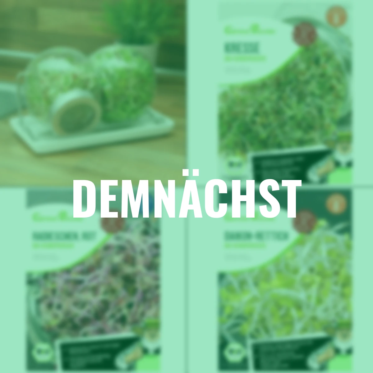 Set Keimsprossengläser, 2 St. und 3 x Keimsprossen