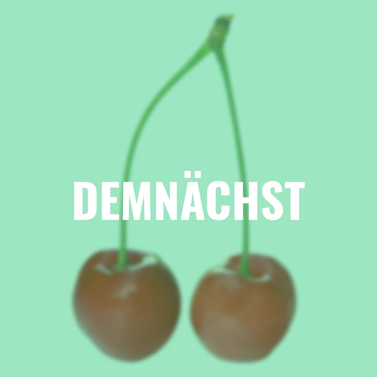 Zwergobst Sauerkirsche Piemont