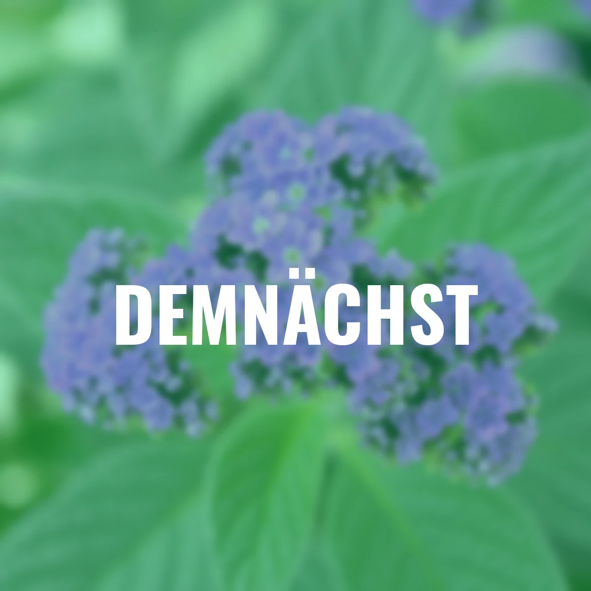 Vanilleblume Stämmchen, violett, Höhe ca. 75 cm