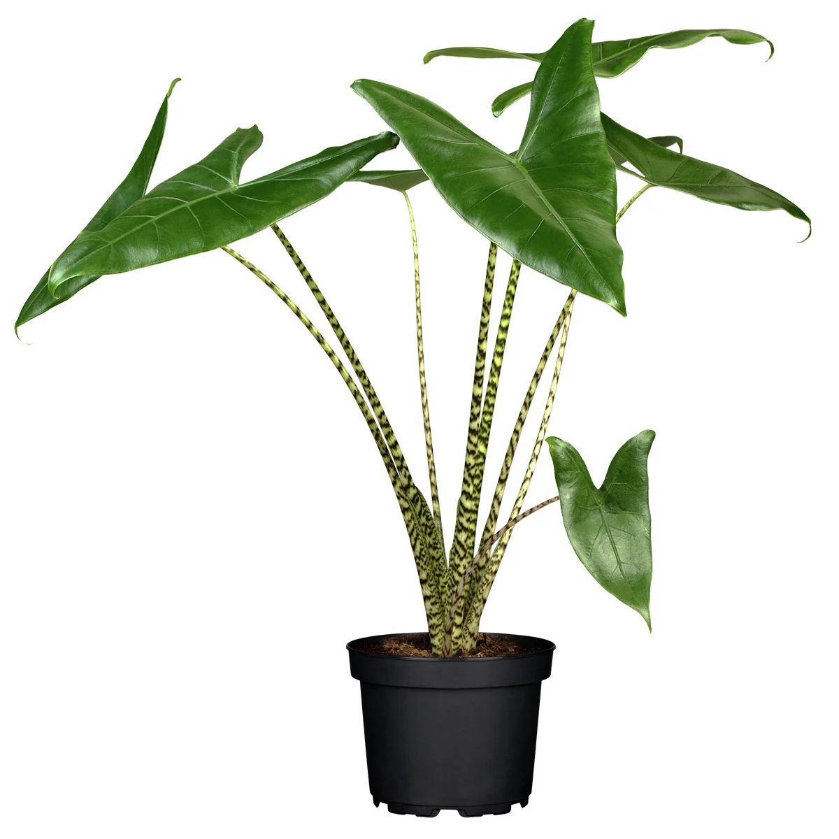 Elefantenohr Zebrina, im ca. 24 cm-Topf