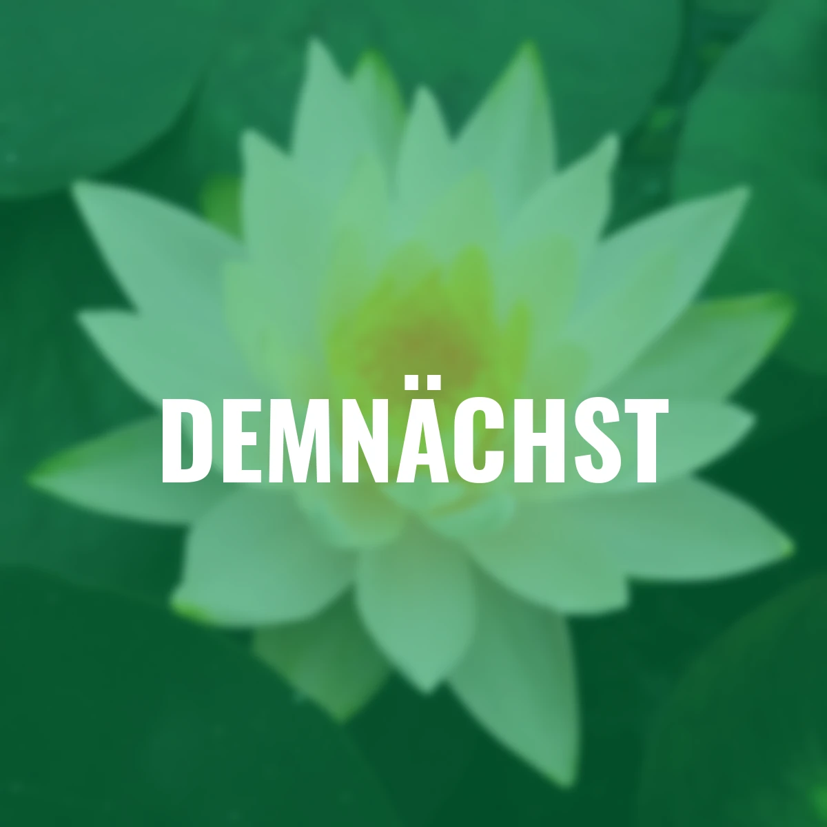 Seerose Albida, weiß