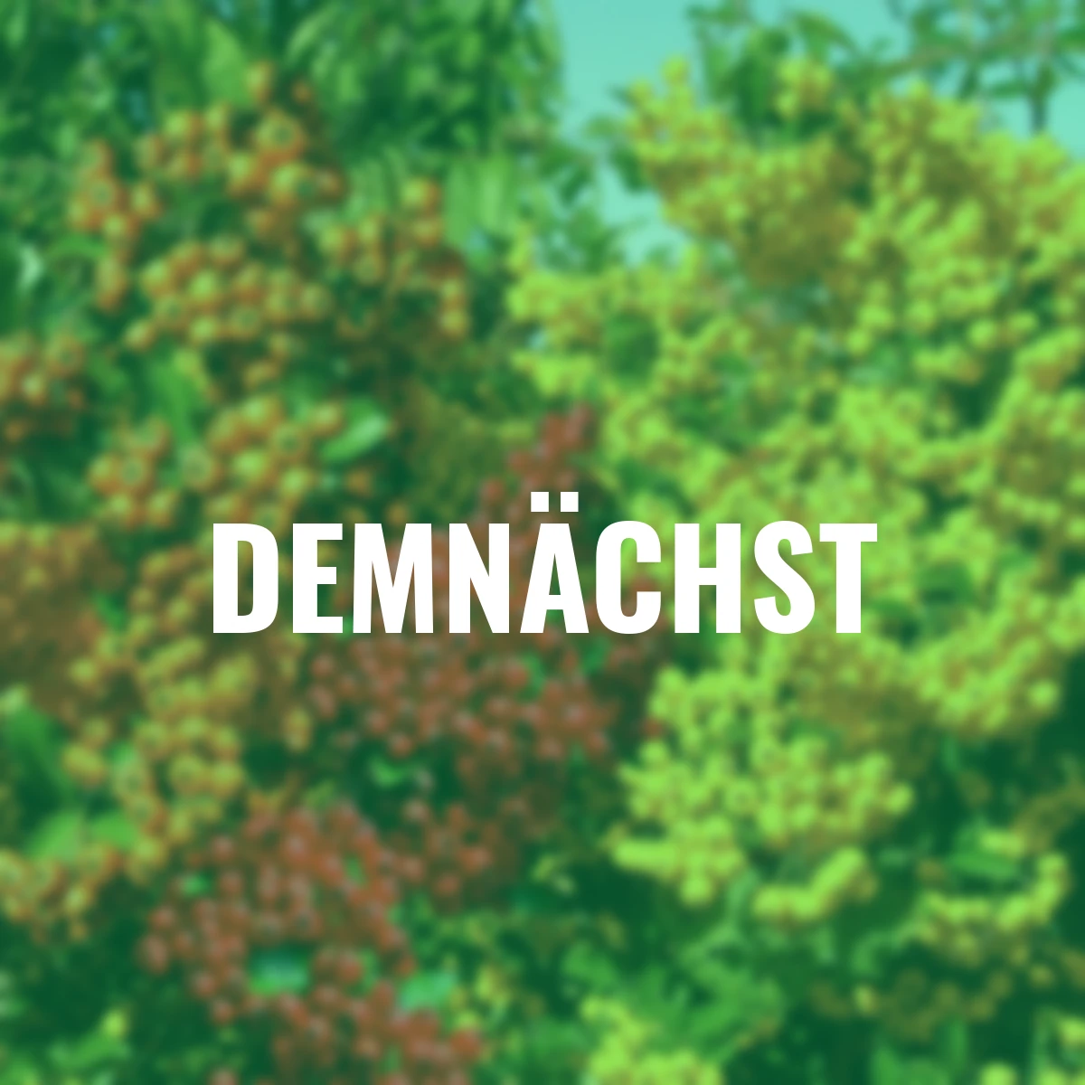 Ziergehölz-Set Bunte Feuerdorn-Hecke Venecia