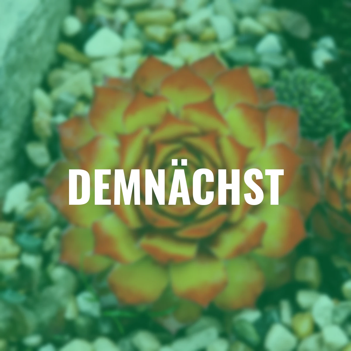 Hauswurz Chick Charms® Gold Nugget