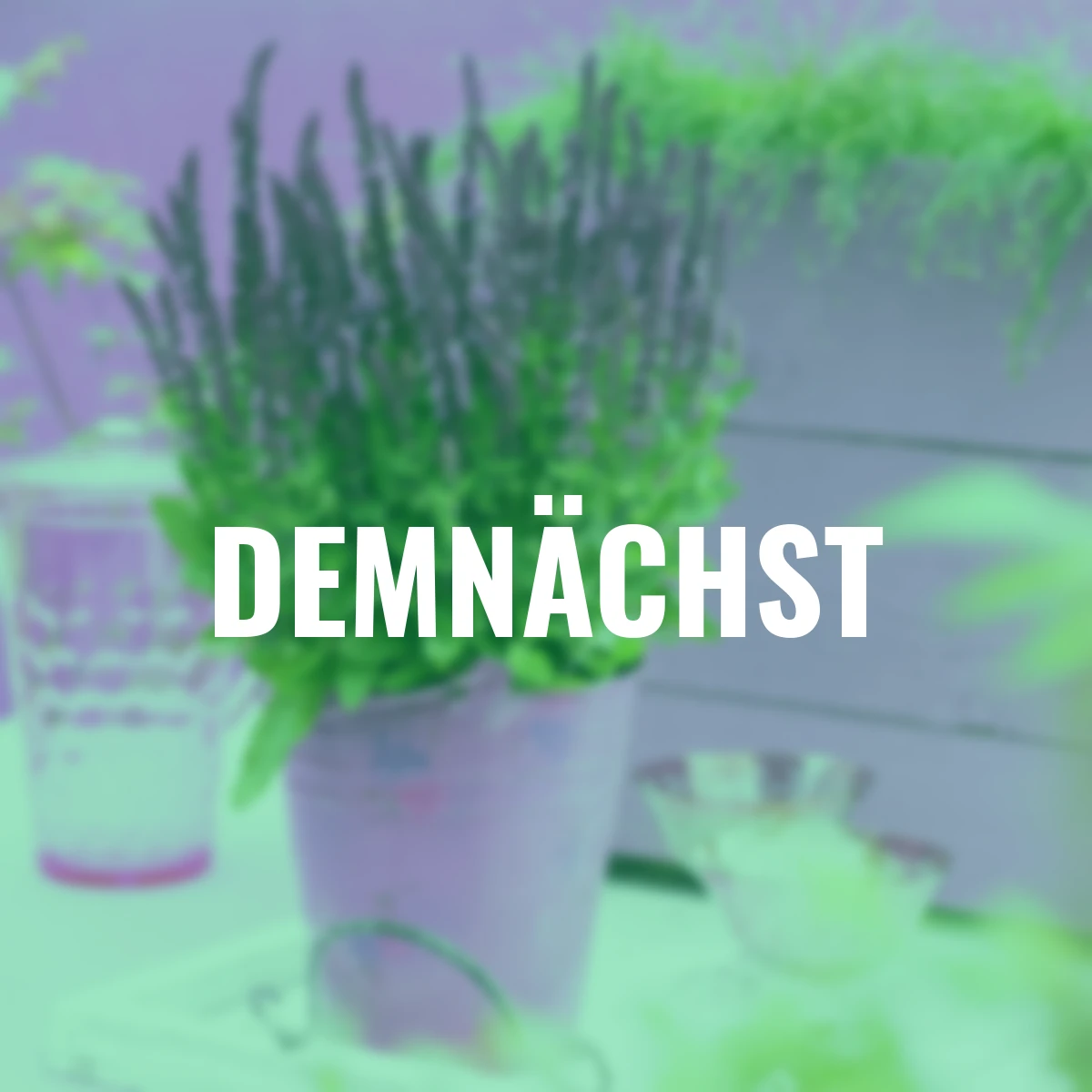 Salbei Sensation® Compact Bright Rose