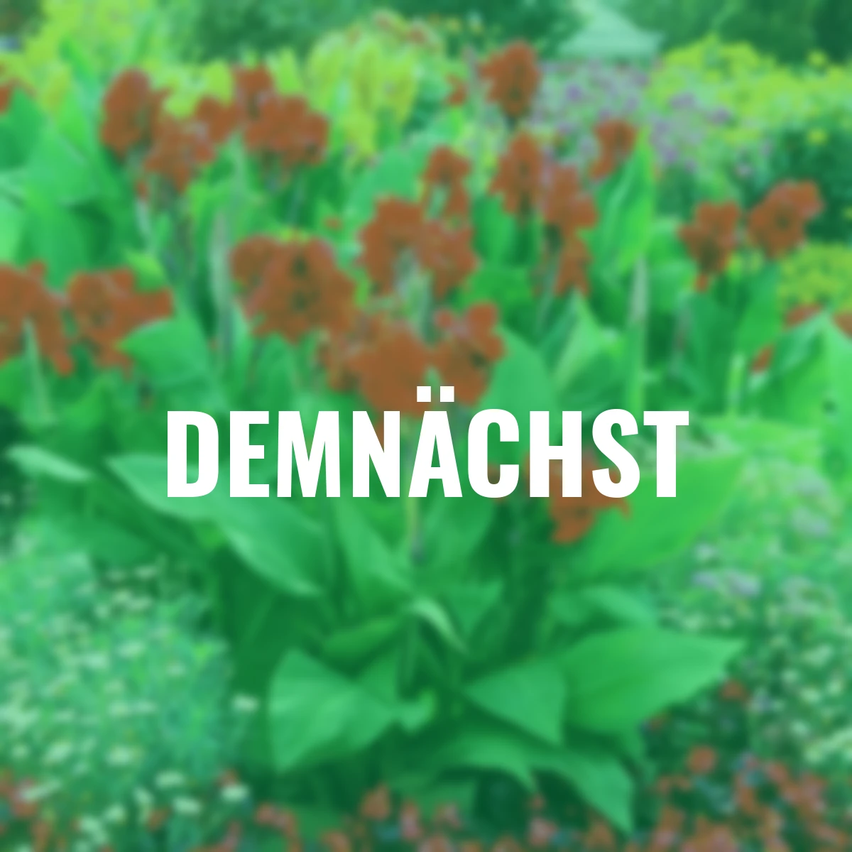 Canna Flamenco (Indisches Blumenrohr)