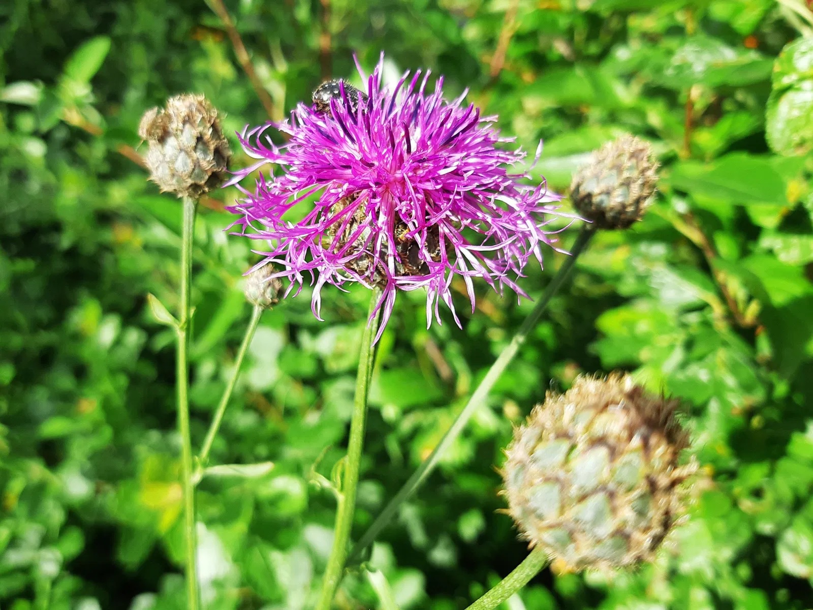 Skabiosen Flockenblume