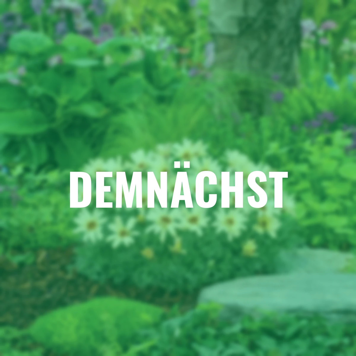 Marokkanische Margerite Zagora Yellow