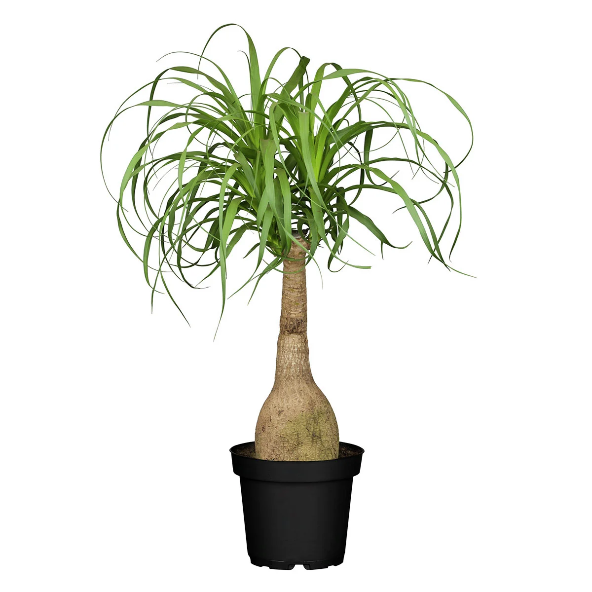 Elefantenfuß, im ca. 17 cm-Topf