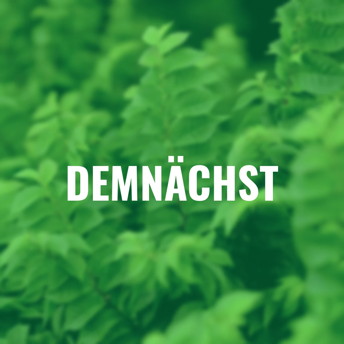 Zwergulme Jaqueline Hillier