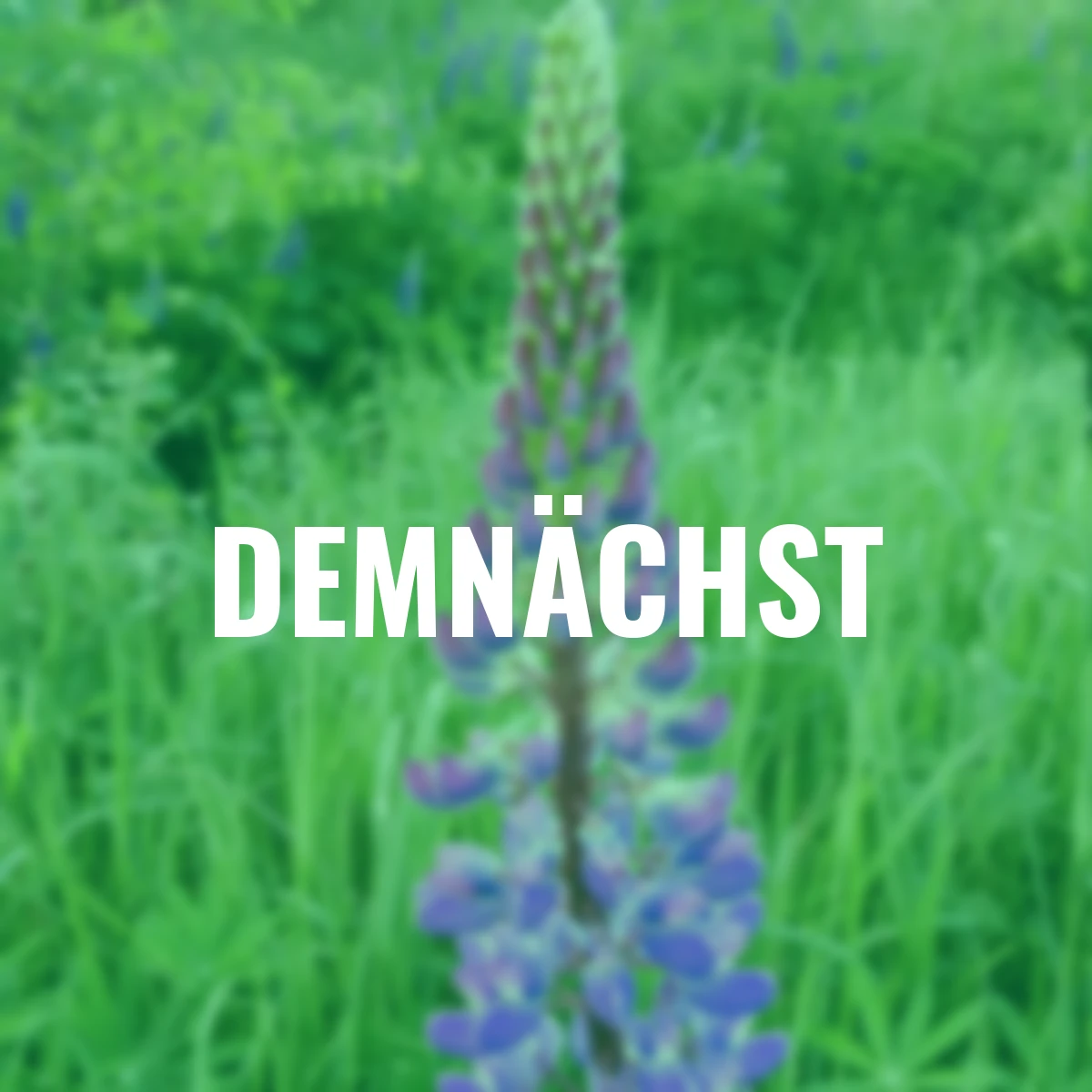 Bodenkur Düngelupinen, 0,8 kg