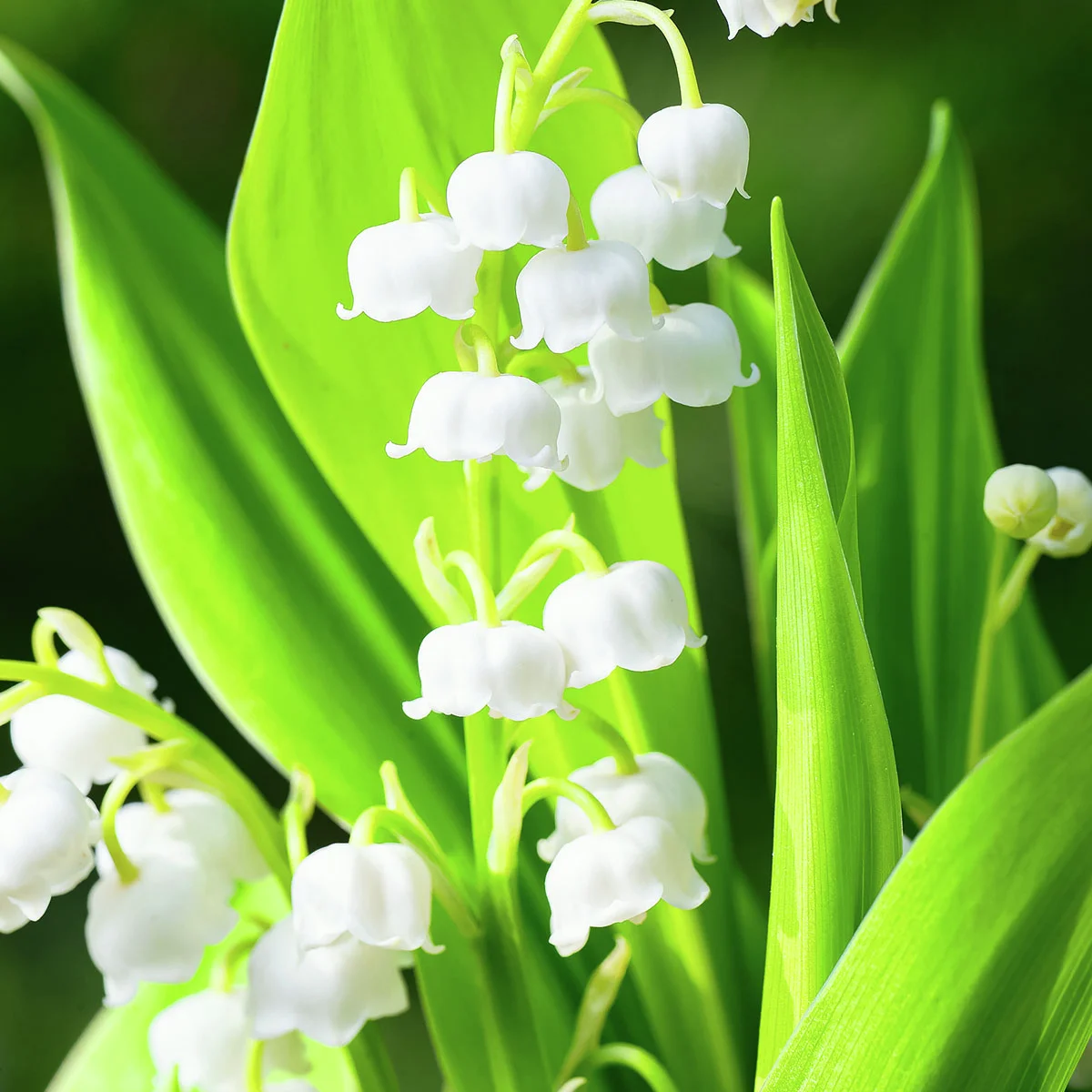 Maiglöckchen, weiß