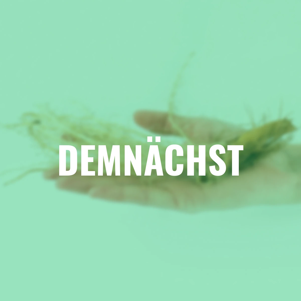 Schwertlilie Colonel Mustard