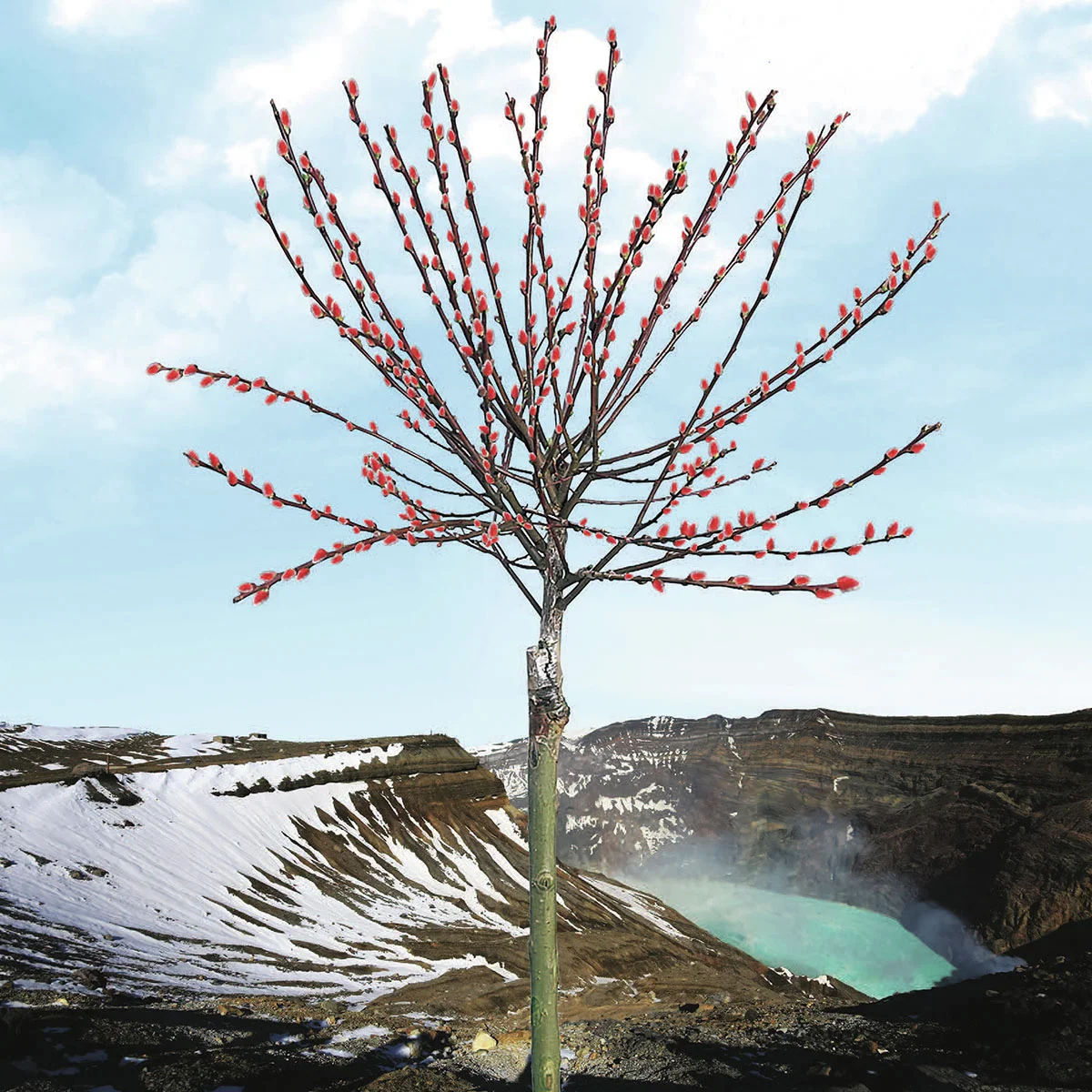 Kätzchenweide Mount Aso, Stämmchen