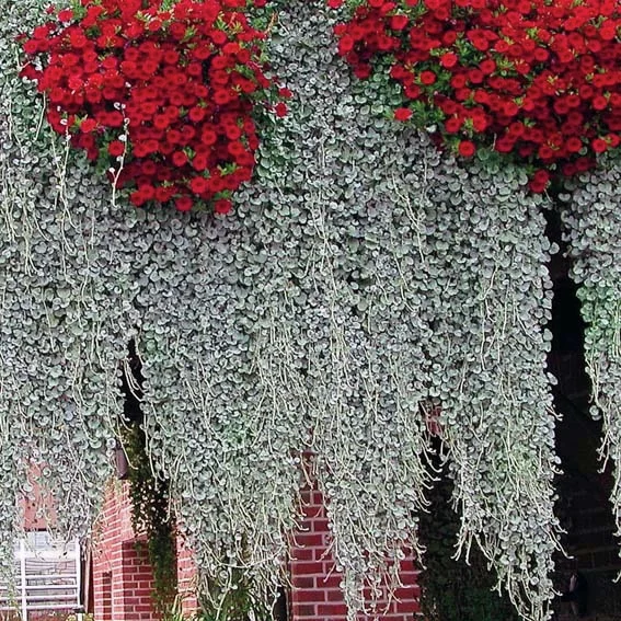 Silberregen Silver Falls