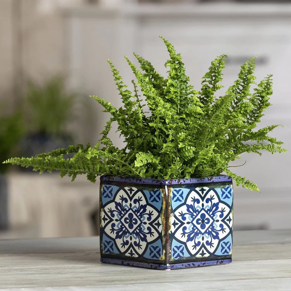 Schwertfarn, Höhe ca. 30-40 cm