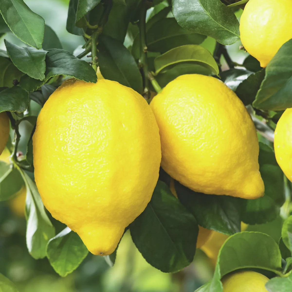 Zitronen-Stamm, im ca. 19 cm-Topf