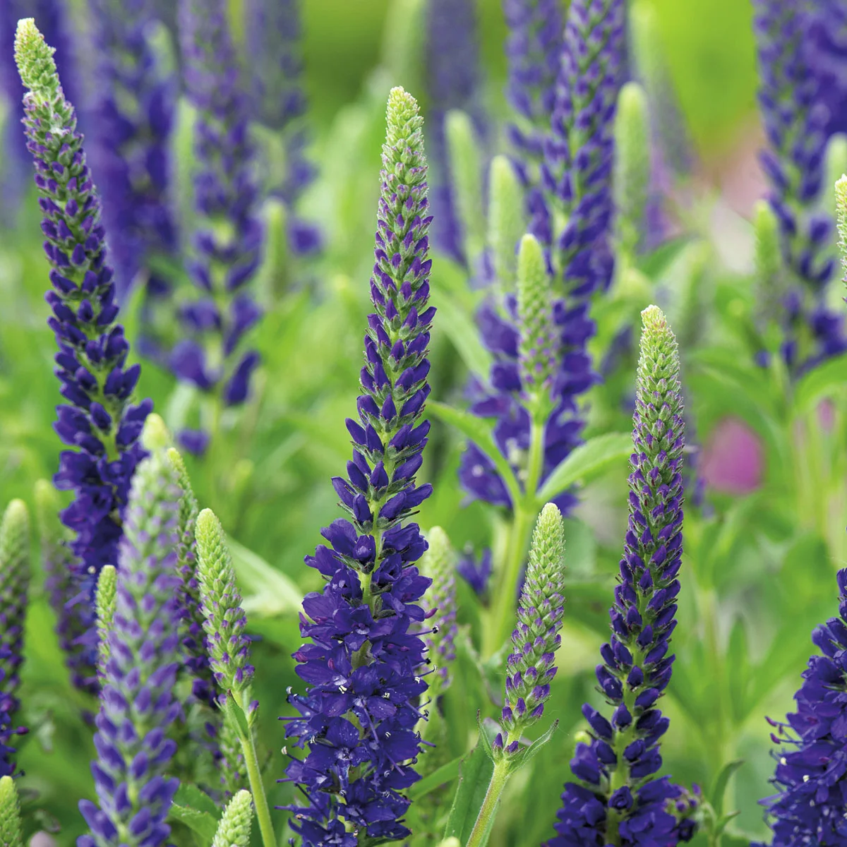 Ehrenpreis Anniversary Blue