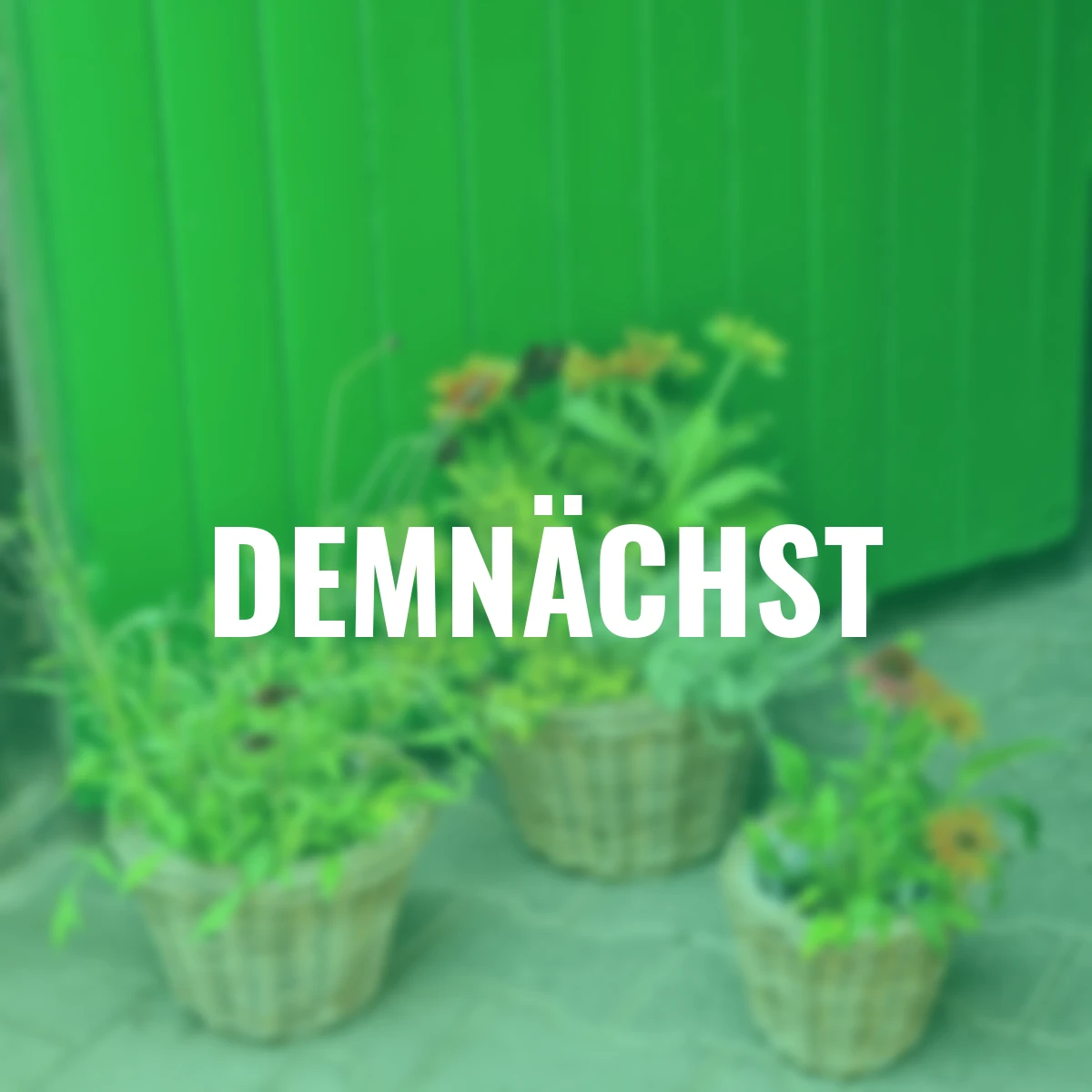 Rattan-Pflanztopf, rund, 3er-Set, natur