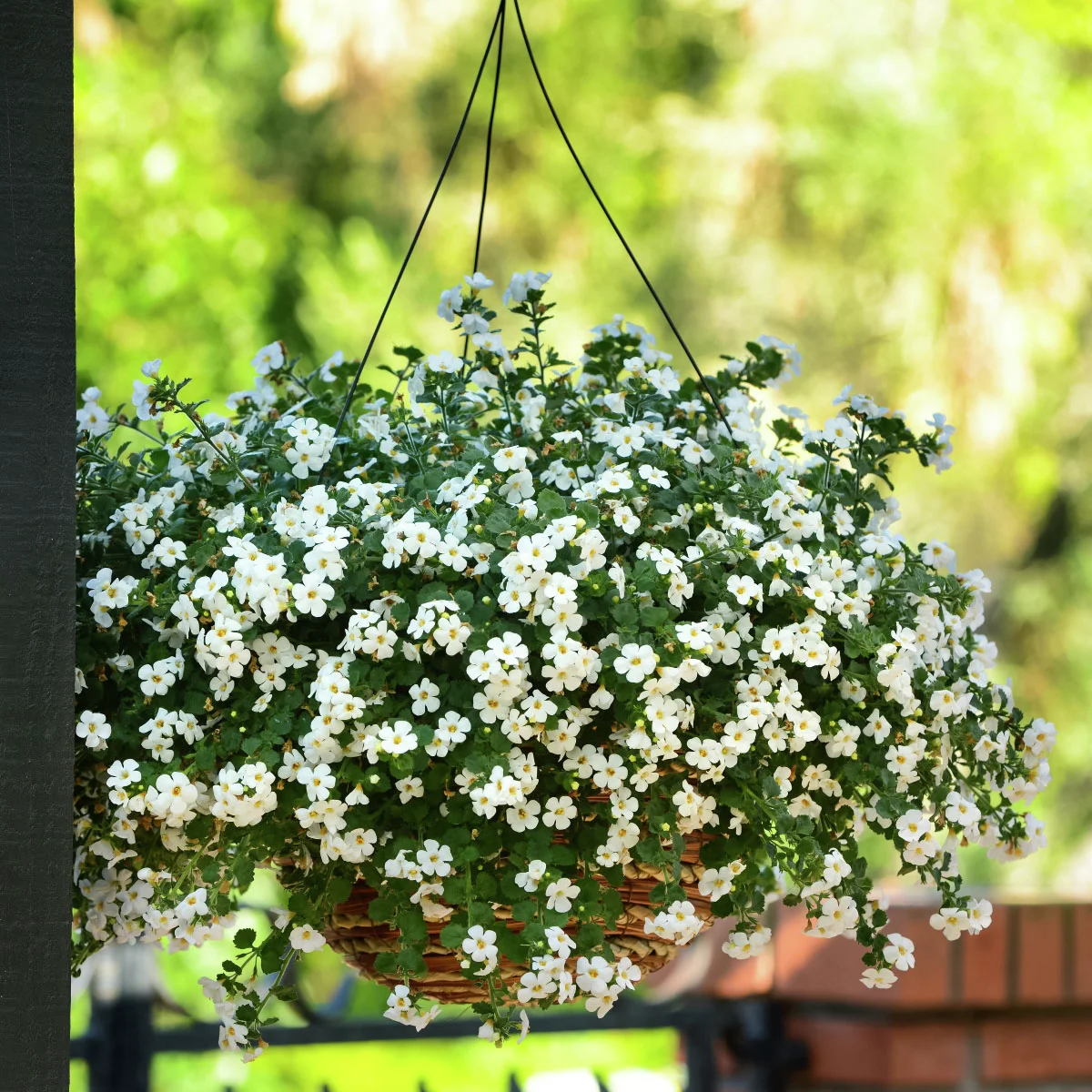 Schneeflockenblume, weiß