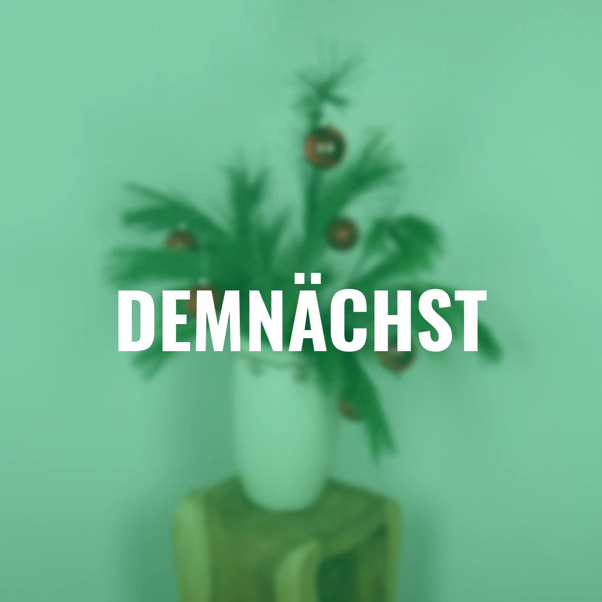 Seidenkiefer Bund 500 g