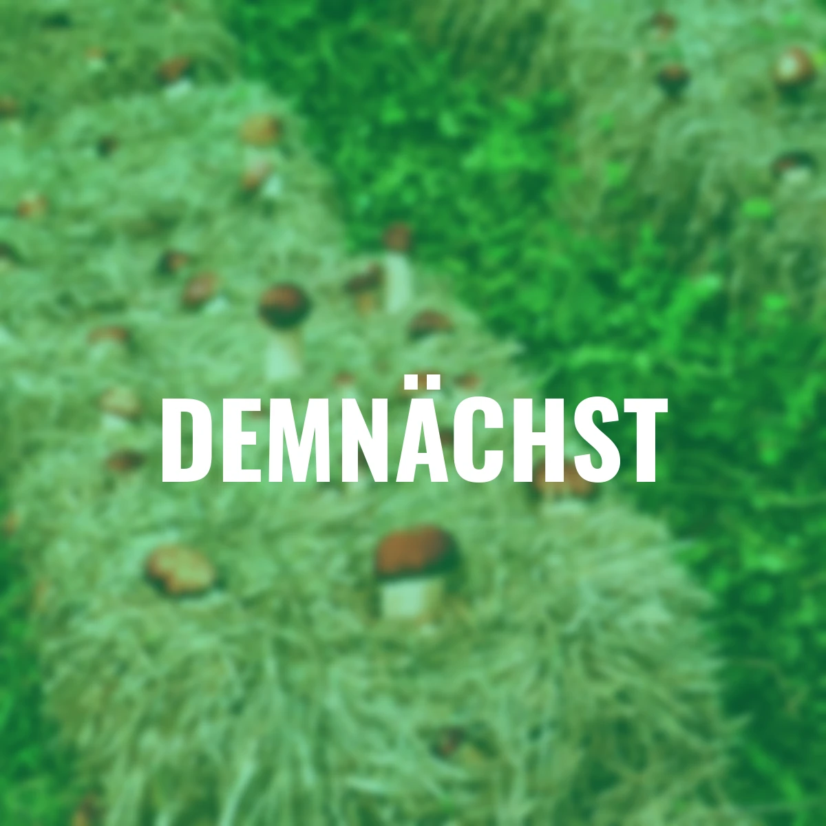 Dübel-Pilzkultur Braunkappe