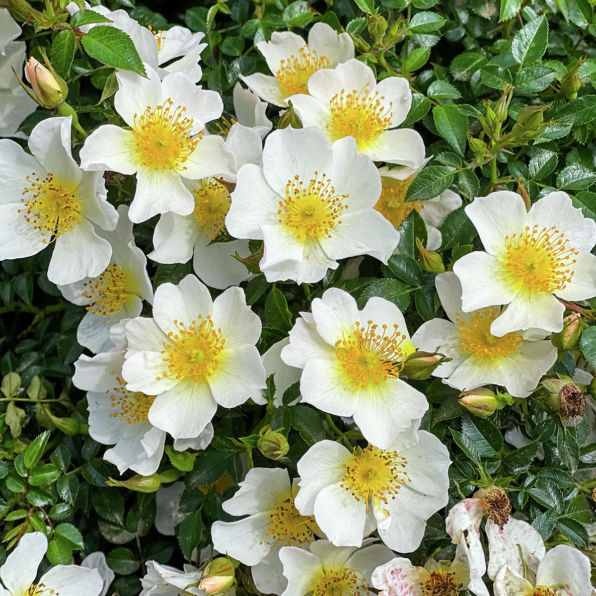 Zwergrose Sonnenröschen®