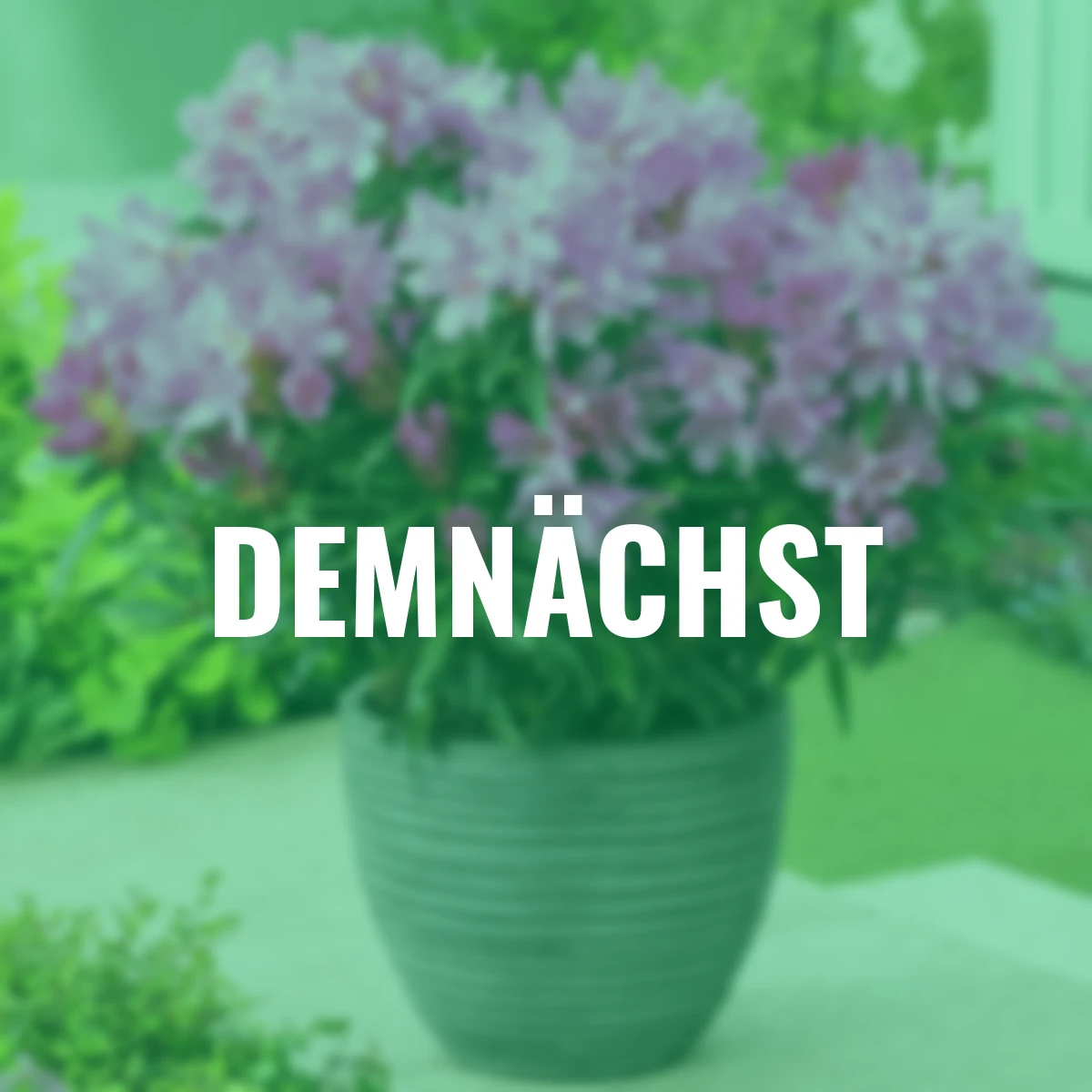 Zwerg-Rhododendron Graziella