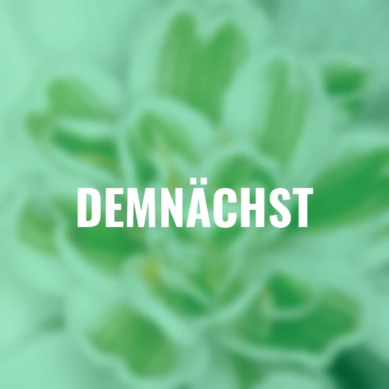 Schneeglöckchen, gefüllt