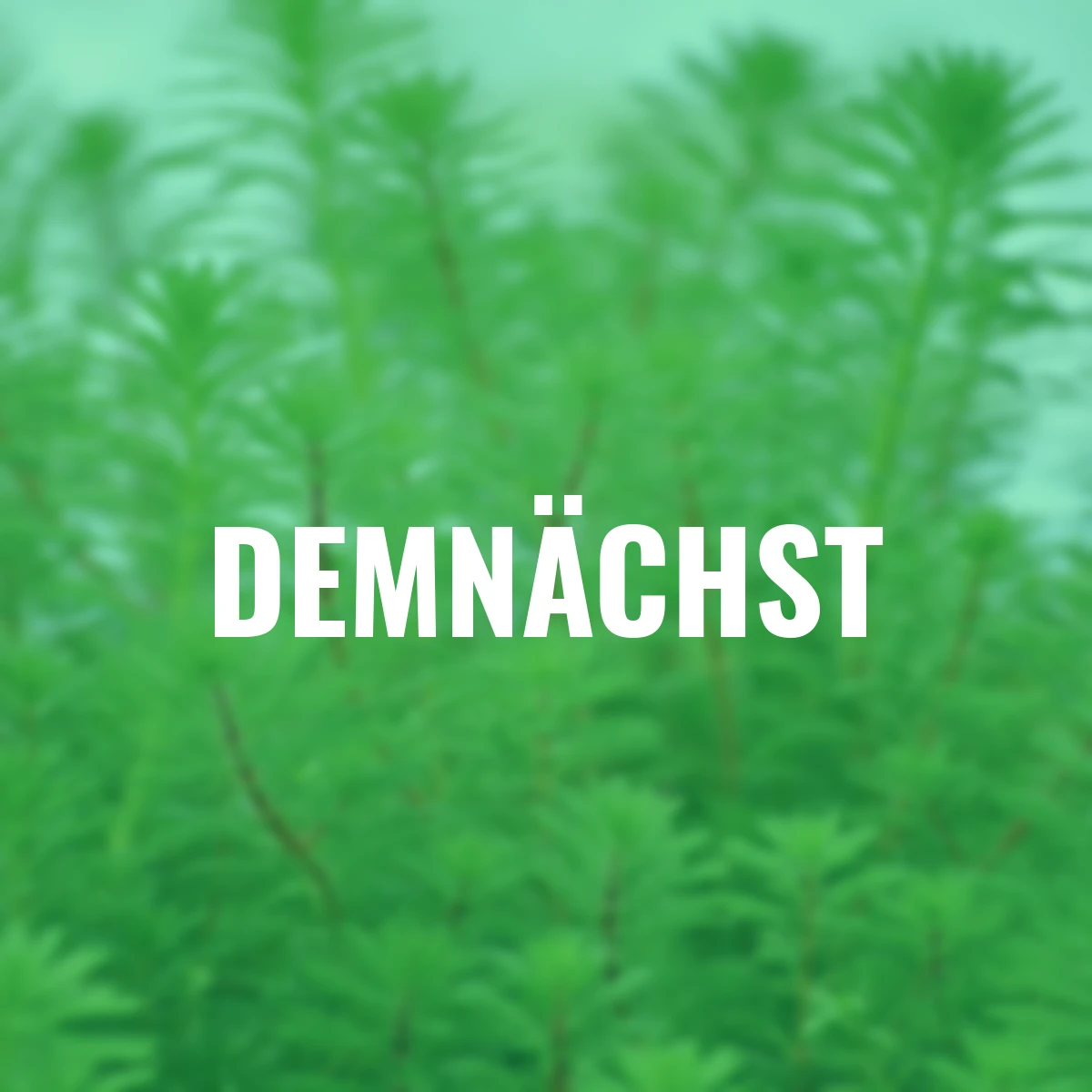 Tausendblatt, im ca. 11 cm-Topf