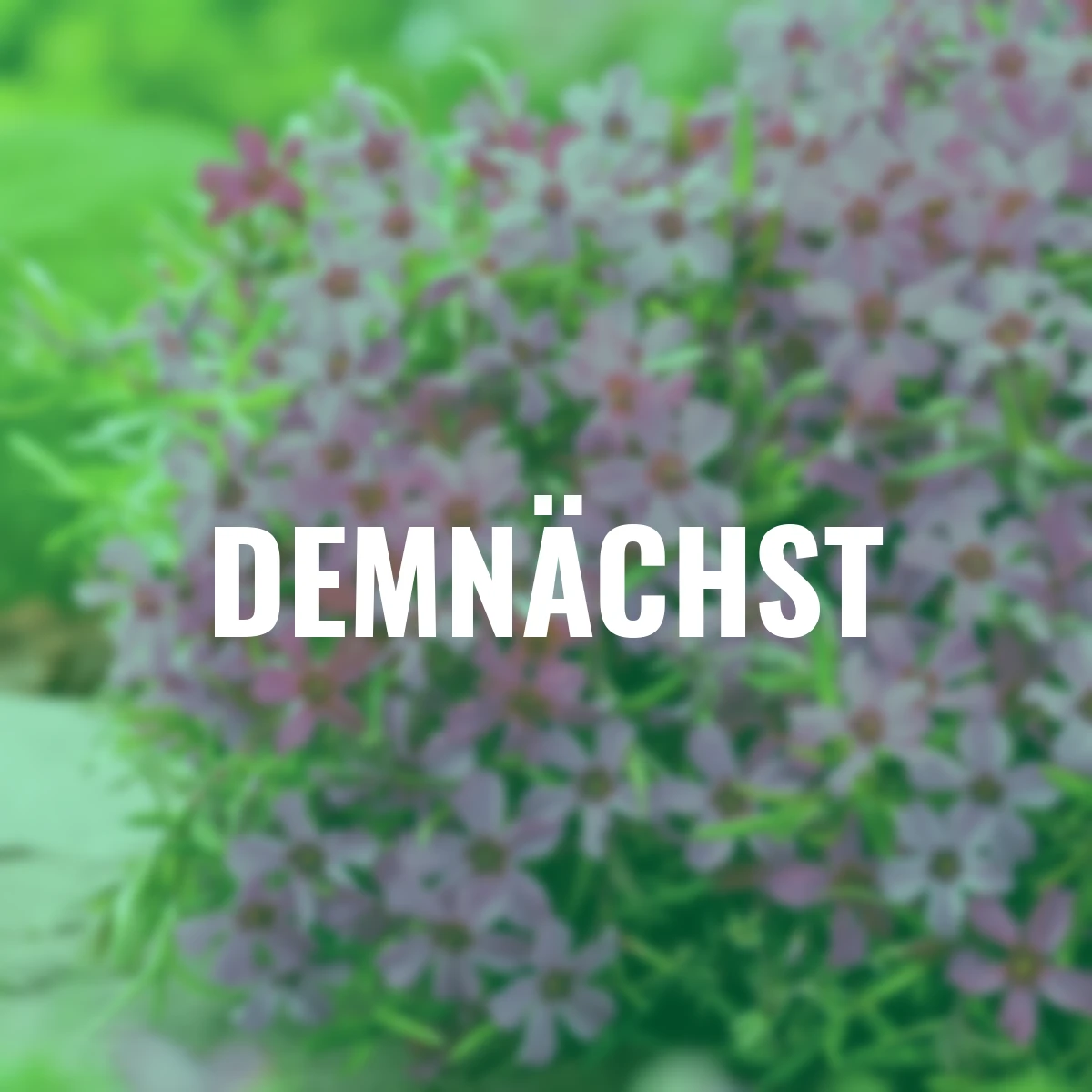 Roter Polsterphlox
