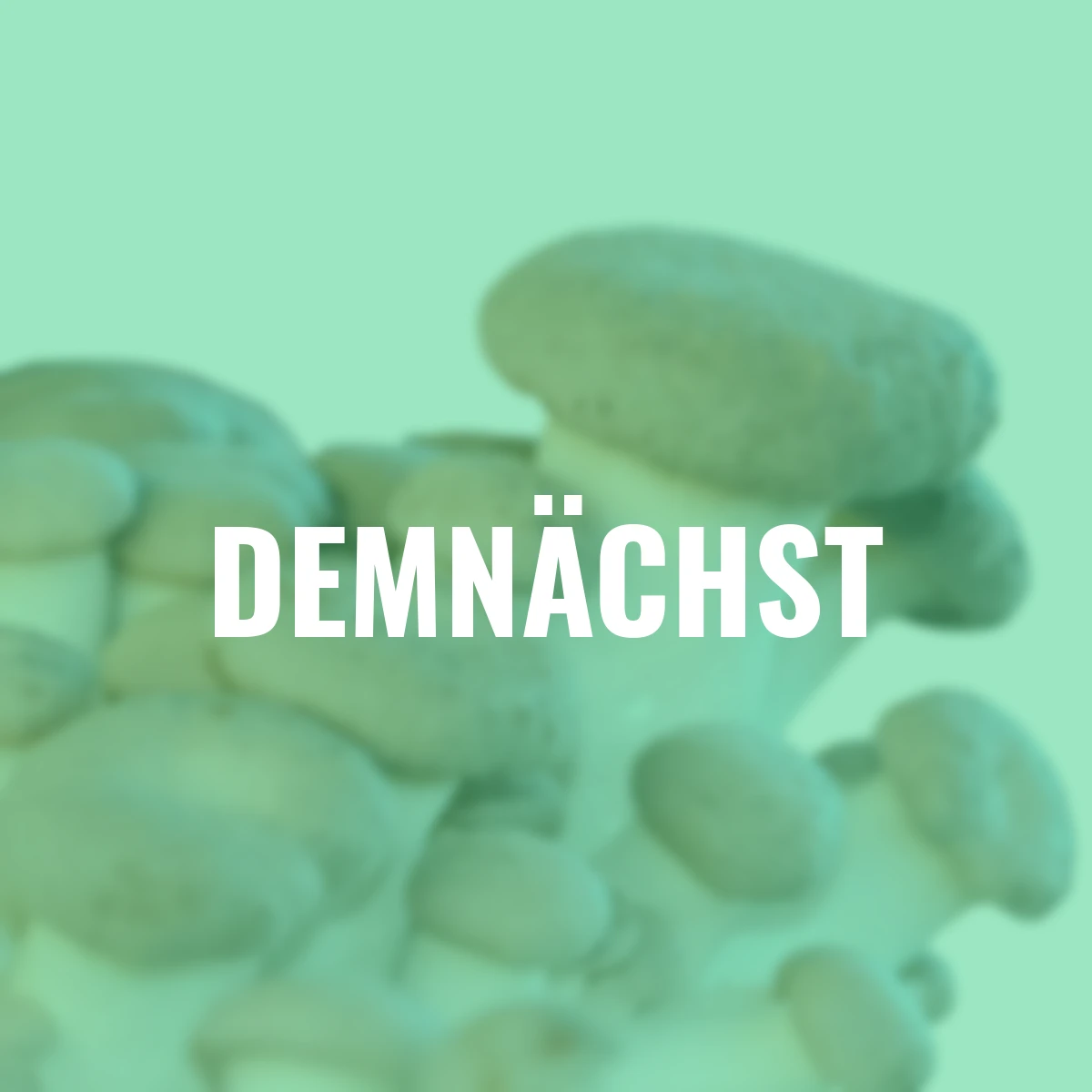 Pilzkultur-Set Kräuterseitling