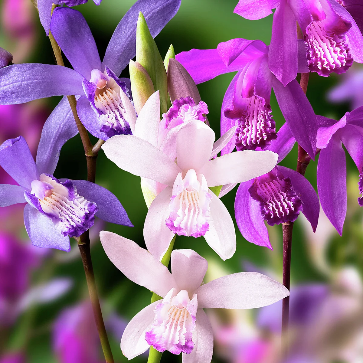 Japan-Orchideen-Mischung