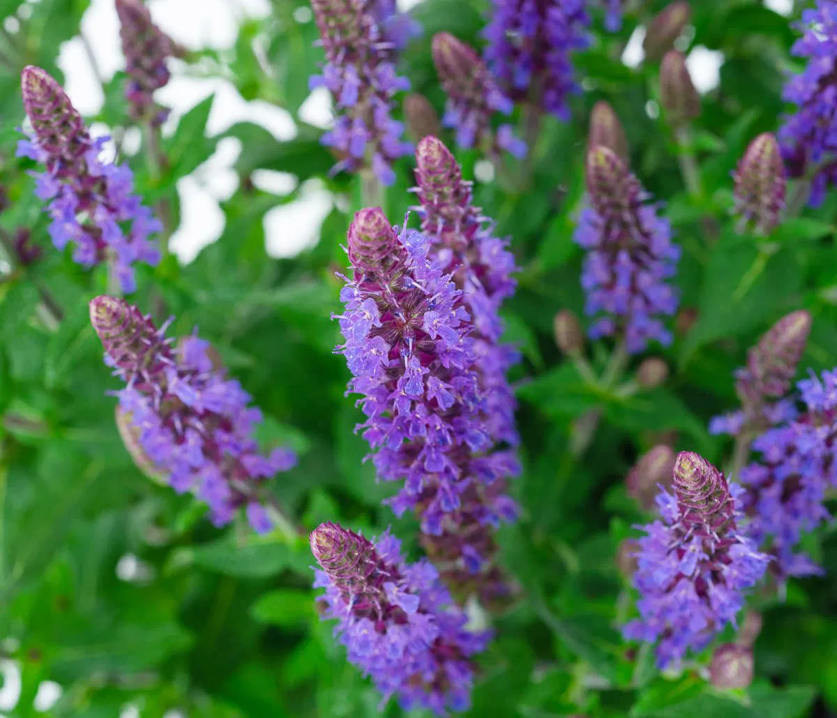 Blüten-Salbei Sensation Deep Blue